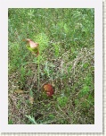 Pitcher Plants at The Bog, Cabot Trail * 2592 x 1944 * (2.8MB)